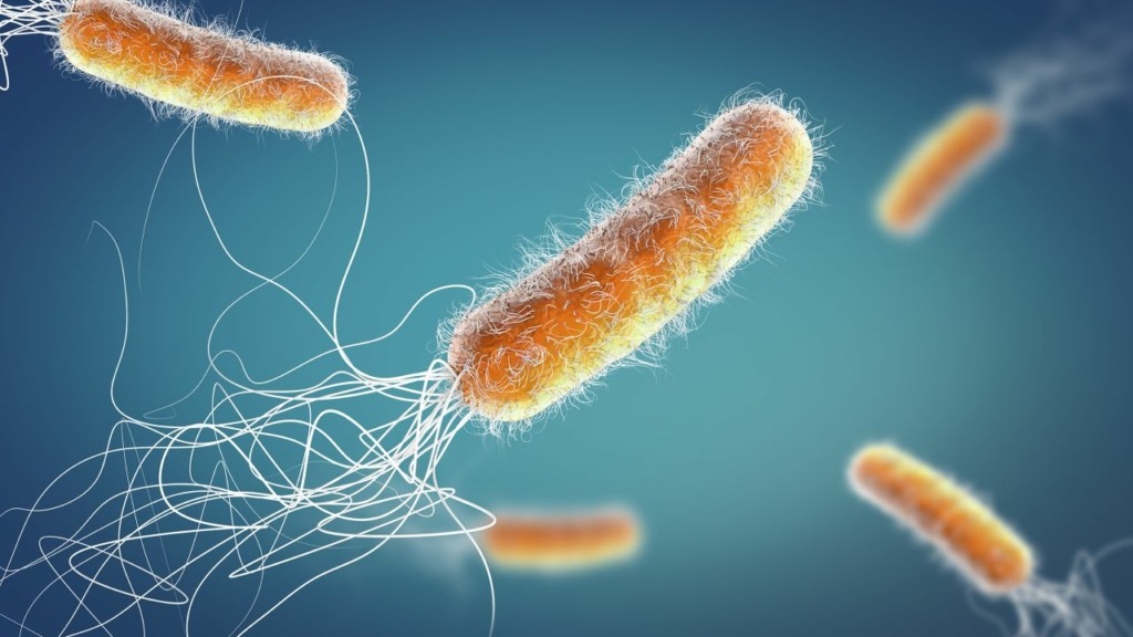 Pseudomonas Aeruginosa
