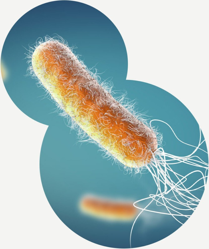 Pseuodomonas aeruginosa